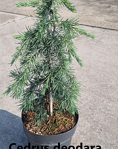 Cedrus deodara Feeling Blue