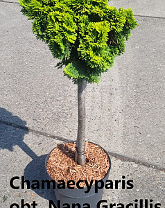 Chamaecyparis obt. Nana Gracillis