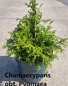 Chamaecyparis obt. Pygmaea