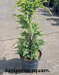 Juniperus squam. Holger