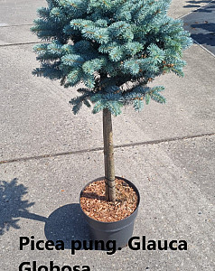 Picea pung. Glauca Globosa