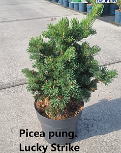 Picea pung. Lucky Strike