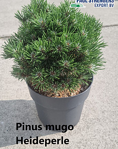 Pinus mugo Heideperle