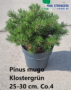Pinus mugo Klostergrün