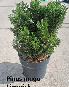 Pinus mugo Limerick