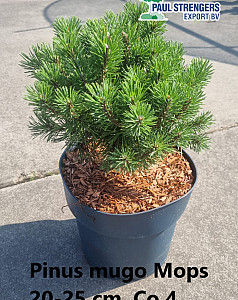Pinus mugo Mops