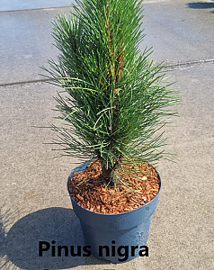 Pinus nigra Green Tower
