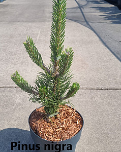 Pinus nigra Oregon Green
