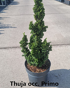 Thuja occ. Primo