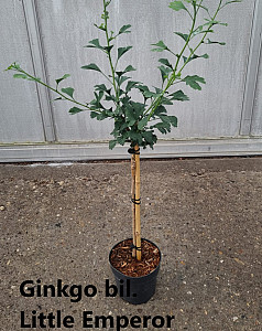 Ginkgo bil. Little Emperor
