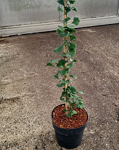 Ginkgo bil. Obelisk