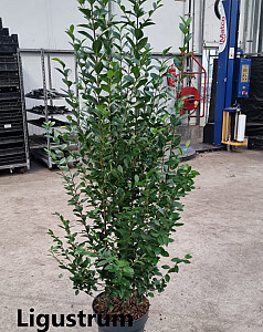Ligustrum ovalifolium    