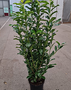 Prunus laur. Genolia