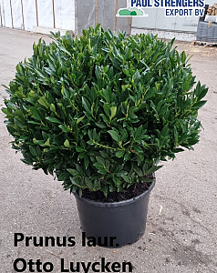 Prunus laur. Otto Luycken