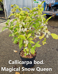 Callicarpa bod. Magical Snow Queen