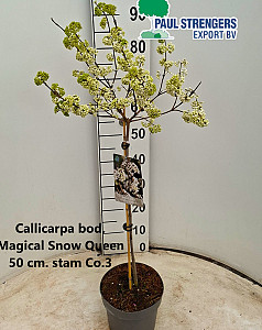 Callicarpa bod. Magical Snow Queen