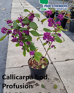 Callicarpa bod. Profusion