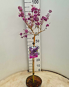 Callicarpa bod. Profusion