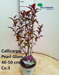 Callicarpa pearlglam