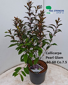 Callicarpa pearlglam