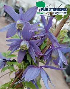 Clematis alpina 