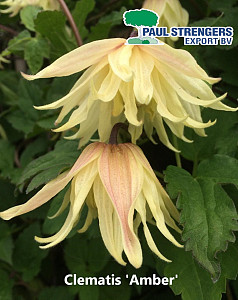 Clematis 'Amber'
