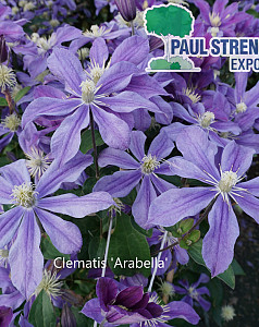 Clematis 'Arabella'