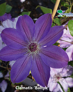 Clematis 'Baltyk'