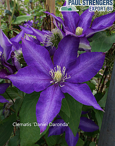Clematis 'Daniel Deronda'