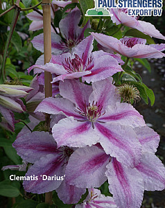 Clematis 'Darius'
