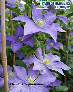 Clematis 'Fujimusume'
