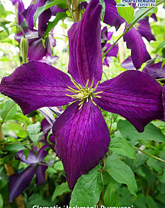 Clematis 'Jackmanii Purpurea'