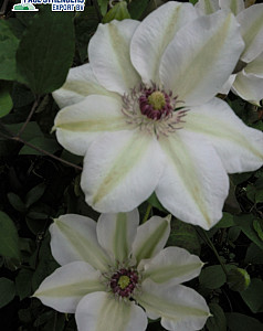 Clematis 'Miss Bateman'