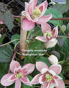 Clematis montana 'Broughton Star'