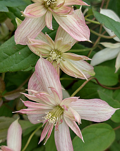 Clematis montana 'Marjorie'