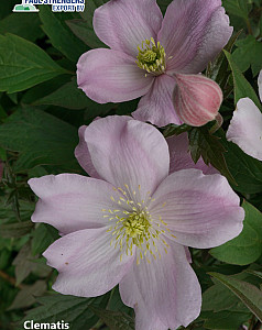 Clematis montana 'Mayleen'