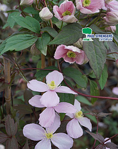 Clematis montana 'Rubens'