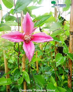 Clematis 'Princess Diana'