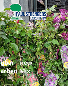Clematis in besondere Sorten in Farben