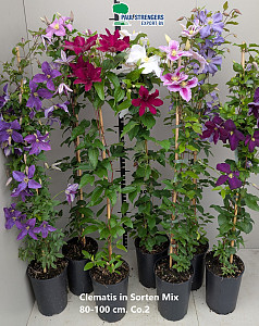 Clematis in besondere Sorten in Farben