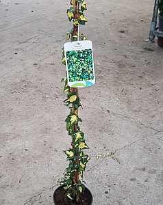 Hedera helix 'Goldheart'
