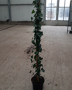 Hedera hibernica