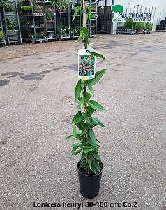 Lonicera henryi