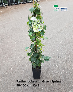 Parthenocissus tric. Green Spring