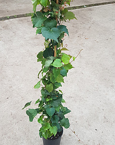 Parthenocissus tr. Veitchii