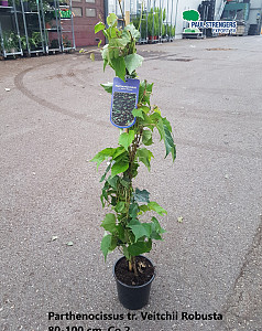 Parthenocissus tr. Veitchii Robusta