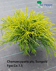 Chamaecyparis pis. Sungold