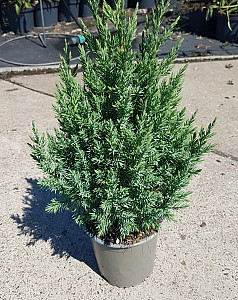 Juniperus chinensis Stricta