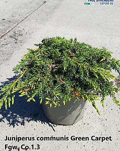 Juniperus communis Green Carpet