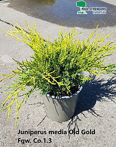 Juniperus media Old Gold
